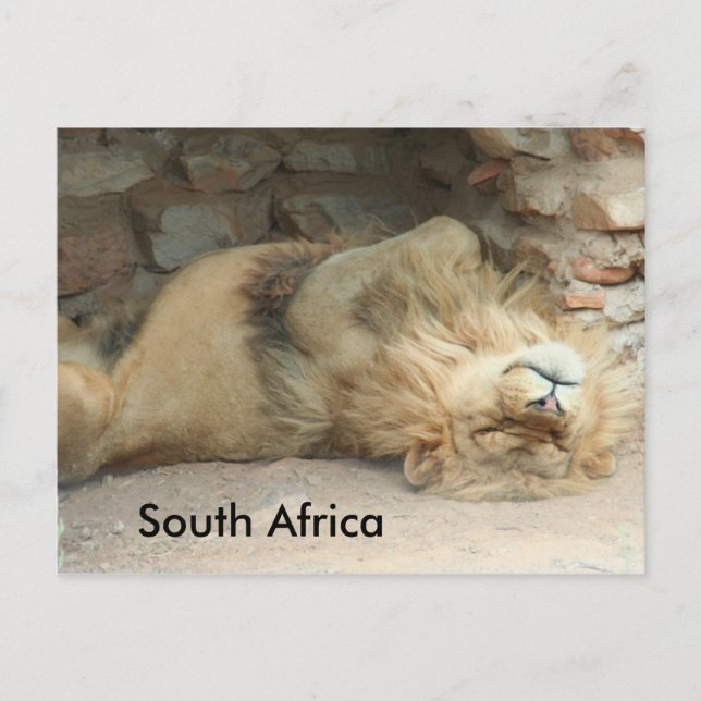 Carte Postale Lion dormant (Devant)