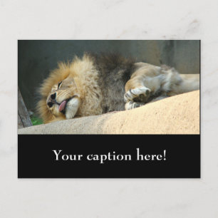 Carte Postale Lion endormi qui sort la langue
