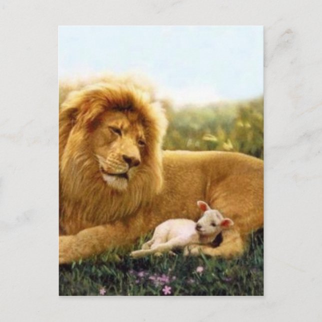 Carte Postale Lion et agneau (Devant)