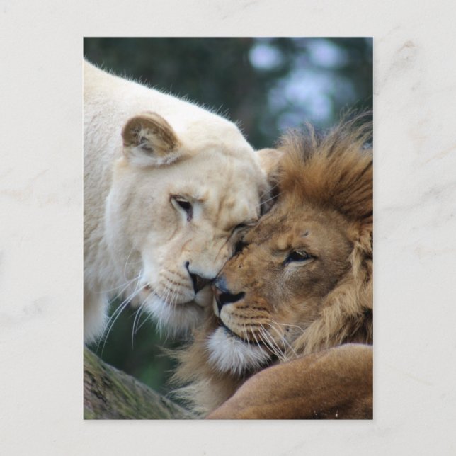 Carte Postale Lion et Lion (Devant)