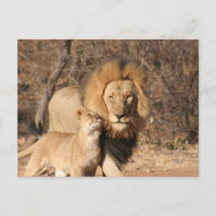 Carte postale Lion et Lion Cub