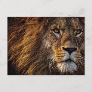 Carte Postale Lion Face Close Photo