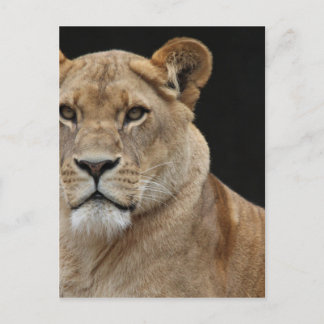 Carte Postale Lion Femme allongée