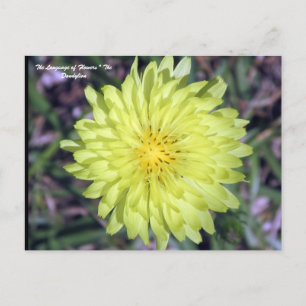 Carte Postale Lion Head Dandy Lion Flower Floriography