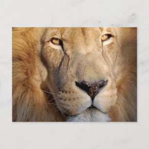 Carte postale Lion Images