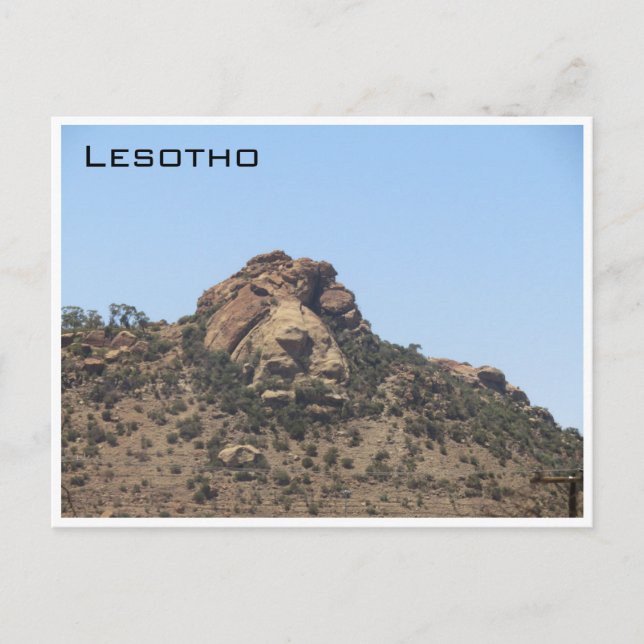 Carte Postale lion lesotho (Devant)