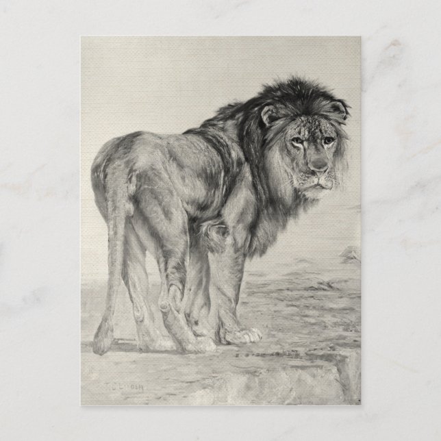 Carte Postale Lion Majestic vintage (Devant)
