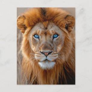 Carte Postale Lion majestueux mâle aux yeux bleus brillants