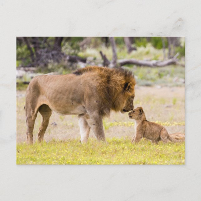 Carte Postale Lion mâle Alpha inspecte le petit (Devant)