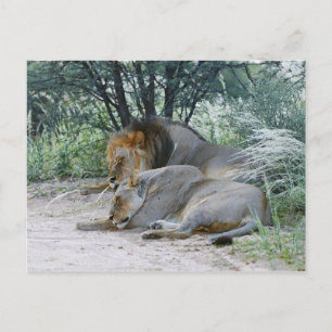 Carte Postale lion mâle et lionne dormant, Panthera leo,
