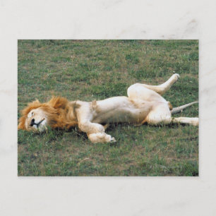 Carte Postale Lion mâle étirement