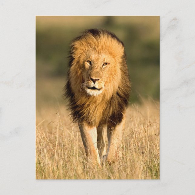Carte Postale Lion mâle marchant (Devant)