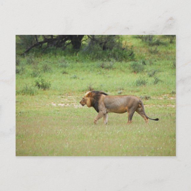 Carte Postale lion mâle marchant, Panthera leo, Kgalagadi (Devant)