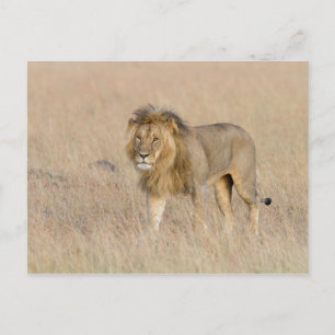 Carte Postale Lion marche