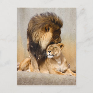 Carte Postale Lion masculin et féminin en amour