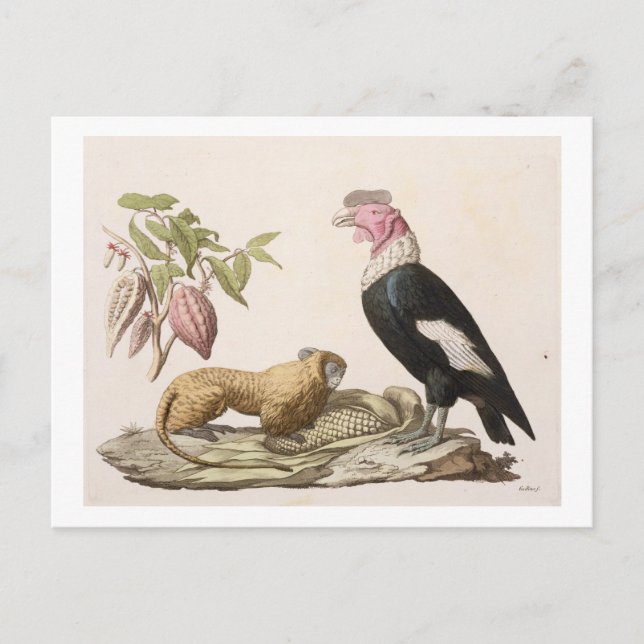 Carte Postale Lion monkey and condor, native to Chili ou Équateu (Devant)
