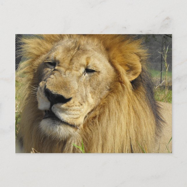 Carte Postale Lion narling (Devant)