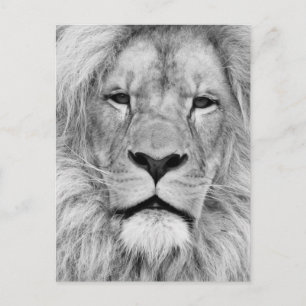 Carte Postale Lion noir blanc