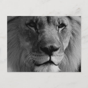 Carte Postale Lion noir et blanc
