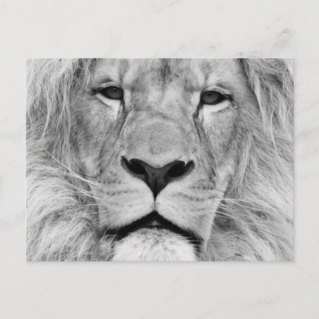 Carte Postale Lion noir et blanc (Devant)