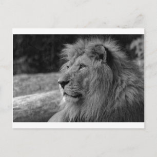 Carte Postale Lion noir et blanc - Animal sauvage