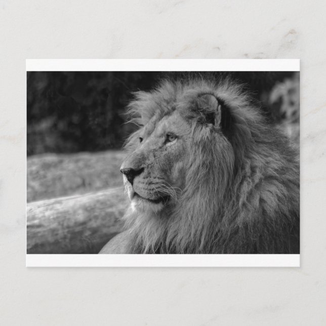 Carte Postale Lion noir et blanc - Animal sauvage (Devant)