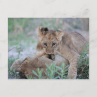 Lion (Panthera leo) bébé mordant l'oreille des mèr