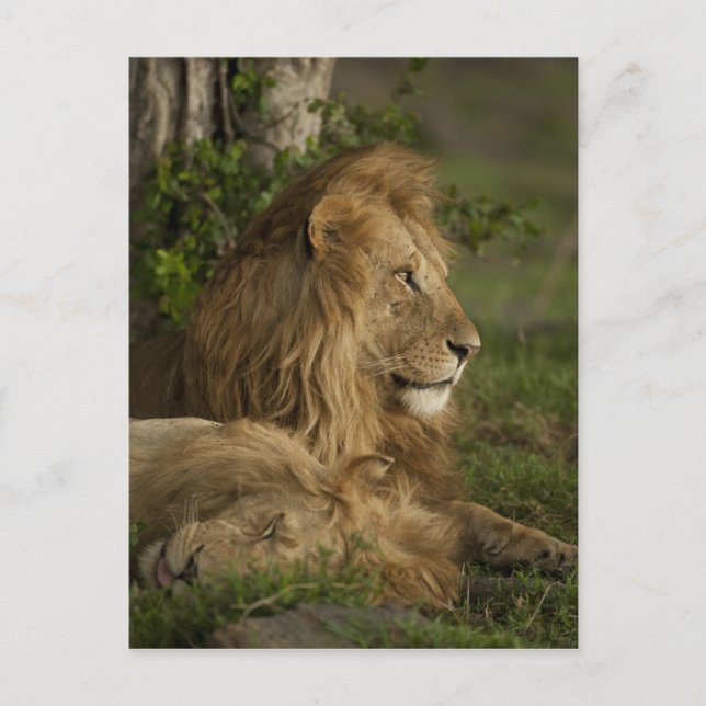 Carte Postale Lion, Panthera leo, Lower Mara, Masai Mara GR, (Devant)