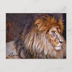 Carte Postale Lion [Postcard] ポ ♥ ー ド