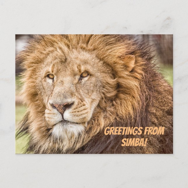 Carte postale Lion Safari (Devant)
