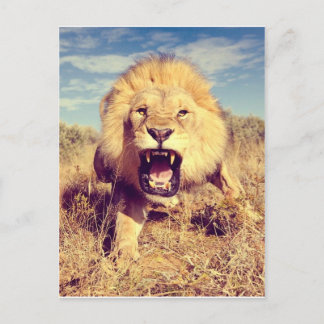 Carte Postale Lion sauvage