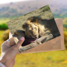Carte postale Lion Stare