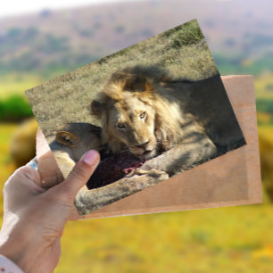 Carte postale Lion Stare