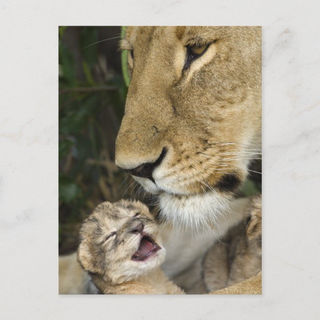 Carte Postale Lioness and Newborn (Devant)