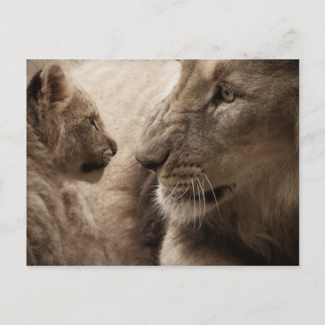Carte Postale Lioness et Cub (Devant)