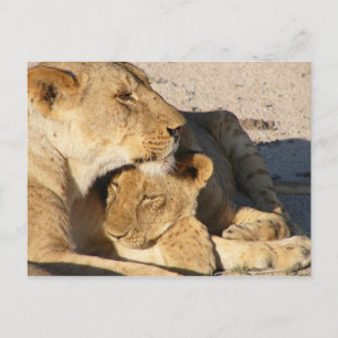 Carte Postale Lioness et Cub se reposent ensemble