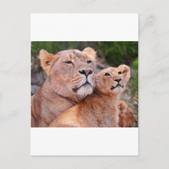 Carte Postale Lioness et Lion Cub se reposent avant la chasse (Devant)