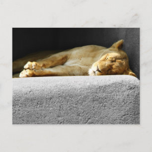 Carte postale Lioness Sleeping