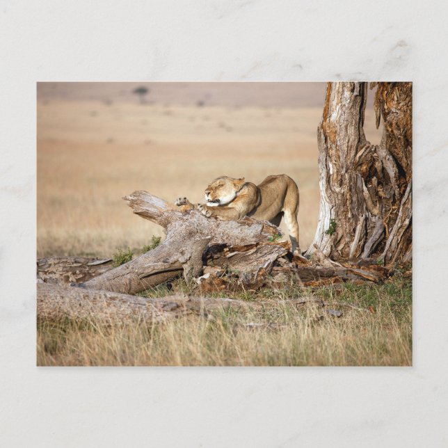 Carte Postale Lioness stretching (Devant)