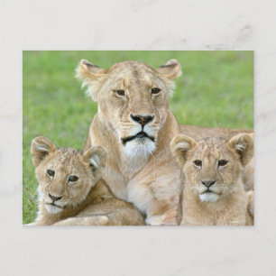 Carte Postale Lionne et deux lionceaux, Afrique orientale, Tanza