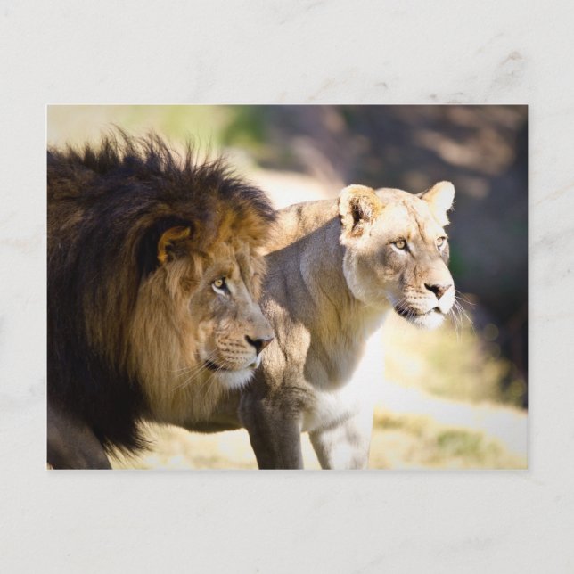 Carte Postale Lions (Devant)