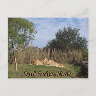 Carte postale Lions