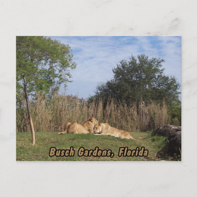 Carte postale Lions (Devant)
