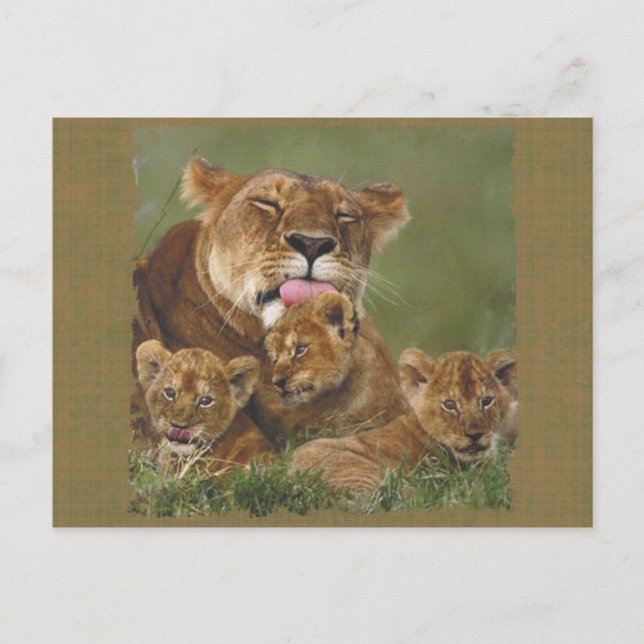 Carte Postale Lions dans les dons sauvages et Tee - shirts (Devant)