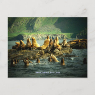 Carte Postale Lions de la mer de l'île Amak
