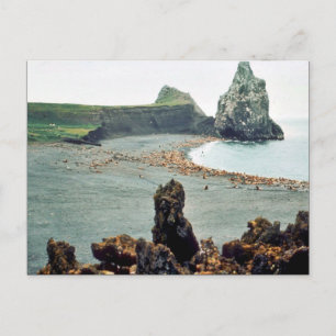 Carte Postale Lions de mer à Haulout