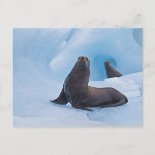 Carte Postale Lions de mer stellaires joueurs s'amusent sur un i