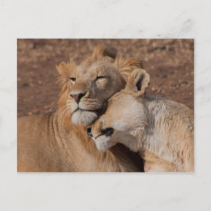 Carte postale Lions in Love
