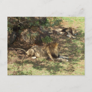 Carte Postale Lions Lazy