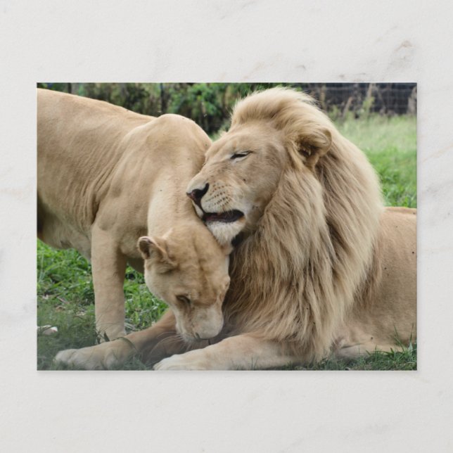 Carte Postale Lions Lover (Devant)